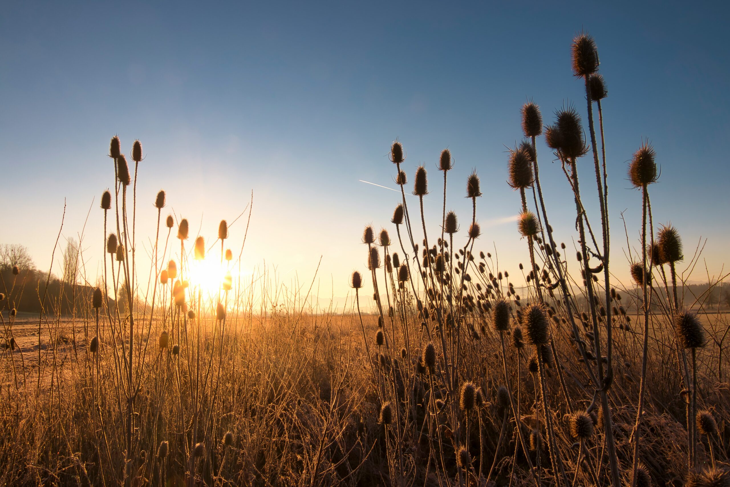 invasive plants in the sunlight