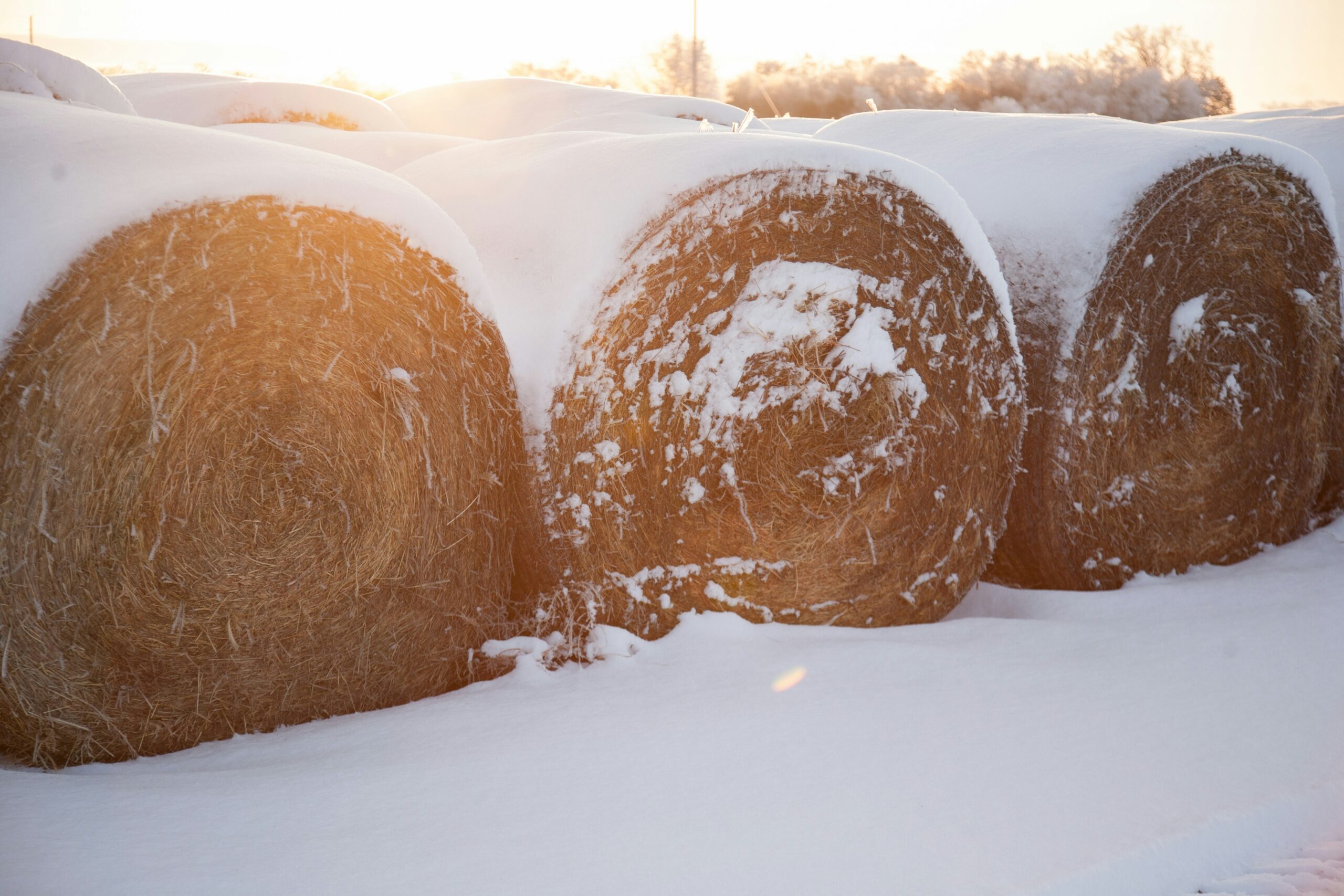 scott-ymker-Nkj4xeLclMQ-unsplash hay bails covered in snow.
